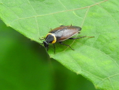 Hemithyrsocera palliata