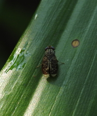 Phobeticomyia