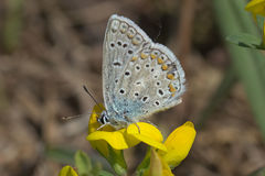 Polyommatus icarus