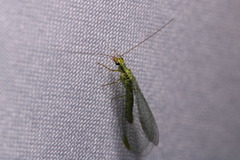 Chrysopa walkeri