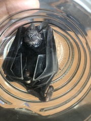 Artibeus jamaicensis