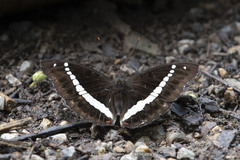 Euthalia recta monilis