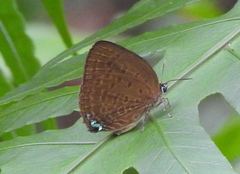 Arhopala amphimuta