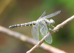 Onychothemis testacea