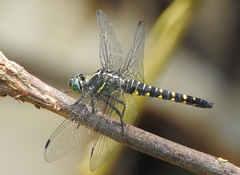 Onychothemis testacea