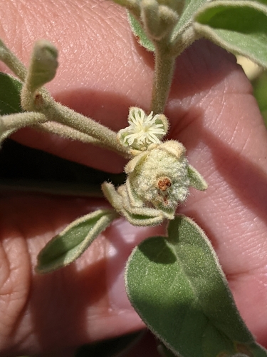 Image of Croton parksii by (c) Alison Northup, some rights reserved (CC BY)