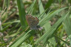 Polyommatus icarus