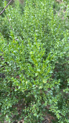 Baccharis pilularis