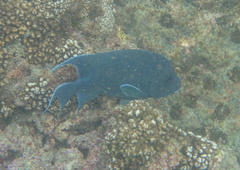 Microspathodon dorsalis