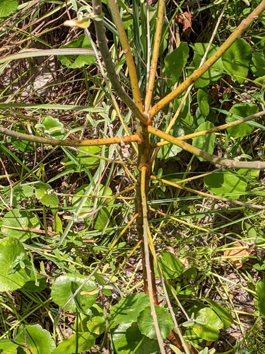 Image of Croton parksii by (c) Alison Northup, some rights reserved (CC BY)