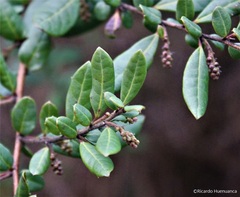 Azara integrifolia