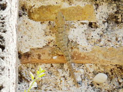 Tarentola mauritanica