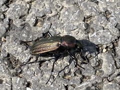 Carabus monilis