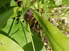 Pentatoma rufipes