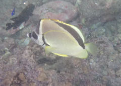 Johnrandallia nigrirostris