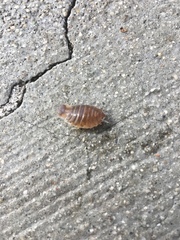 Cymothoida