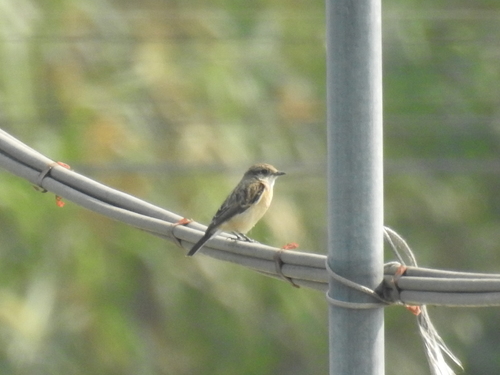Saxicola stejnegeri