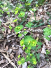 Euphorbia roemeriana