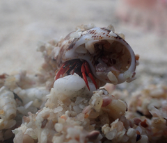 Calcinus californiensis