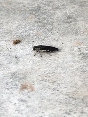 Agrilus difficilis