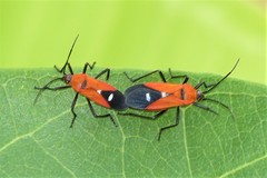 Oncopeltus nigriceps