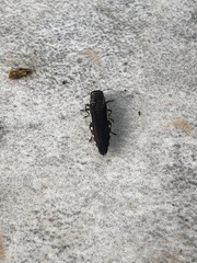Agrilus difficilis