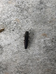 Agrilus difficilis