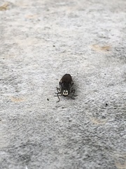 Agrilus difficilis
