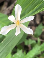 Eleutherine latifolia