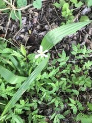 Eleutherine latifolia