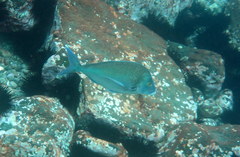 Nemadactylus douglasii