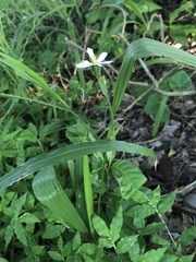 Eleutherine latifolia