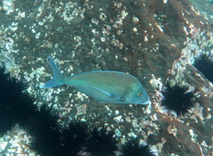 Nemadactylus douglasii