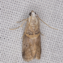 Acrobasis palliolella
