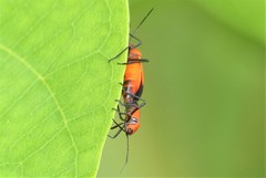 Oncopeltus nigriceps