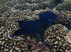 Microspathodon dorsalis