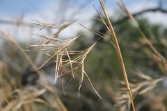 Hyperthelia dissoluta