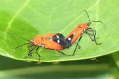 Oncopeltus nigriceps