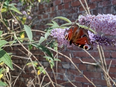 Aglais io
