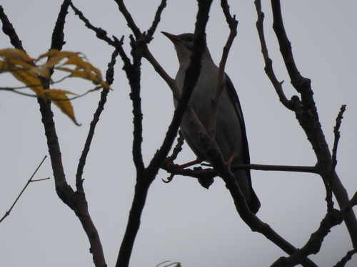 Spodiopsar sericeus