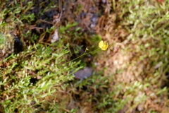 Utricularia striata