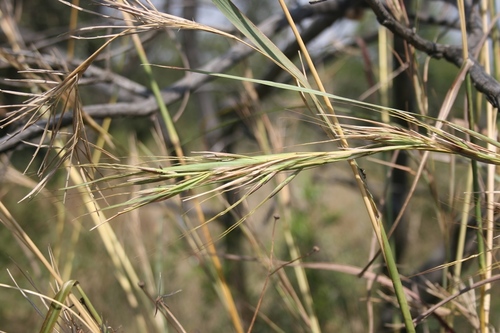 Image of Hyperthelia dissoluta by (c) M Kriek, some rights reserved (CC BY-SA)
