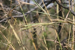 Hyperthelia dissoluta