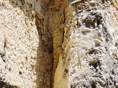 Tarentola mauritanica