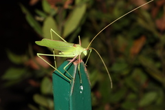 Acrometopa italica