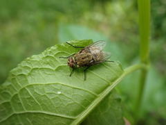 Diptera