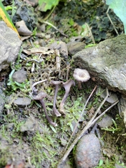 Craterellus subundulatus