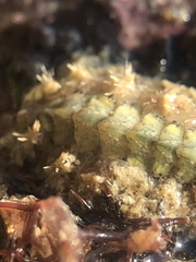 Acanthochitona