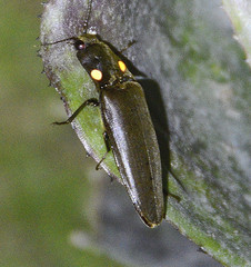 Pyrophorus noctilucus