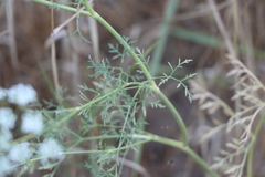 Ammi majus